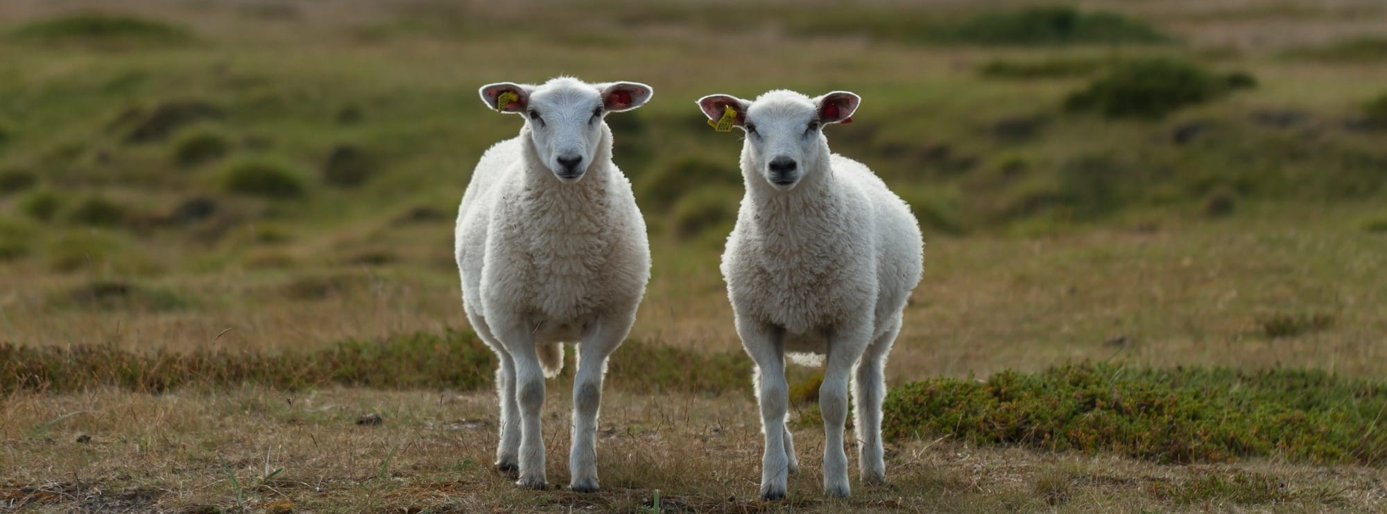 a couple of sheep standing on top of a grass covered field