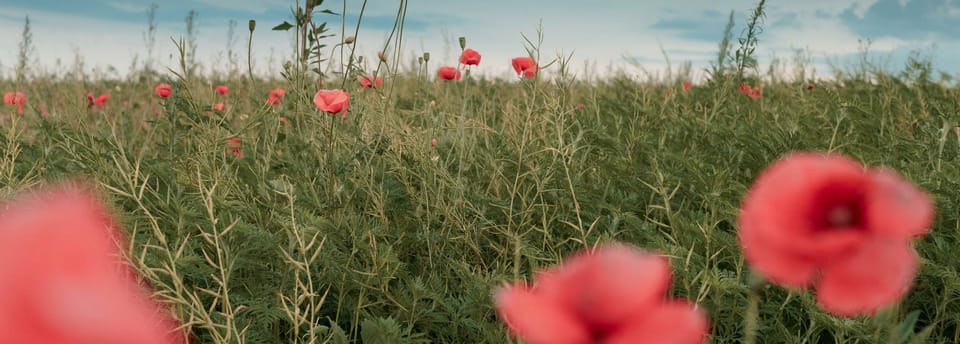 What Chinese High School Students Really Want to Study in the U.S. (2026 Outlook)🎓